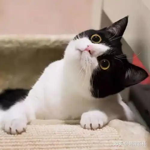 养奶牛猫的六大坏处,网友养过就不想再养了