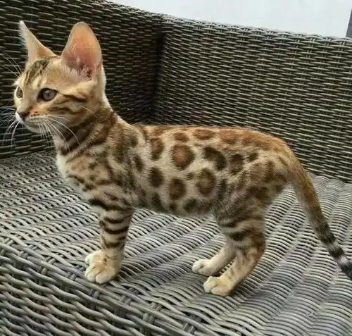 猫妈怀孕60天后生出6只小奶猫,闺蜜看到后直呼颜值太高