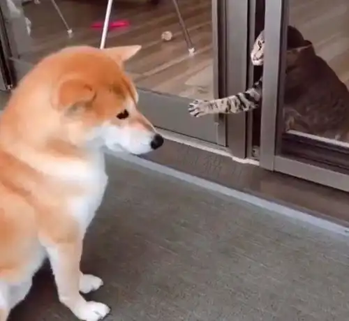 帮闺蜜代养柴犬,领狗回家时,猫看见了这家有猫了,不养狗