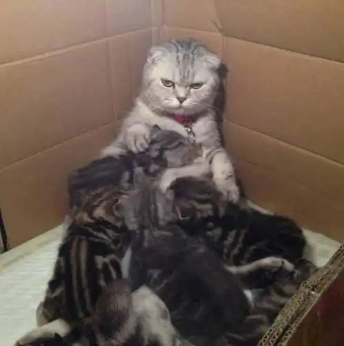 猫咪出去浪,意外怀孕生下一窝小奶猫,每次喂奶都惊恐万分悔不当初啊