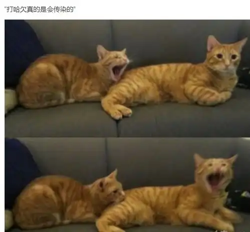 有什么谐音闹出的搞笑段子不要老段子