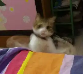 这些沙雕猫片,是叫男朋友拍的吧