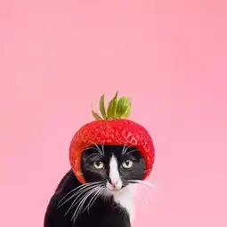 养猫千日,撸猫一时,献给各位铲屎官们...