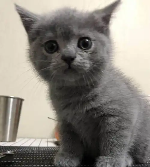收养了一只小蓝猫,养了几个月后画风突变,闺蜜过来一看直接笑喷