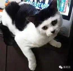 每日一蠢萌汪星人这大长腿,啧啧,可以玩好几年