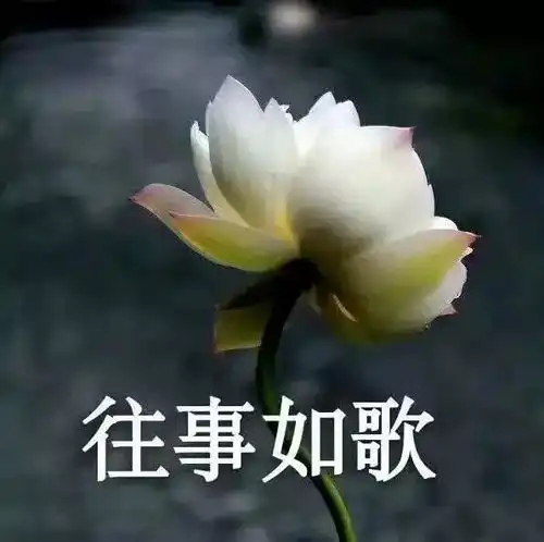 沙雕个性闺蜜头像集那些值得收藏的好句子