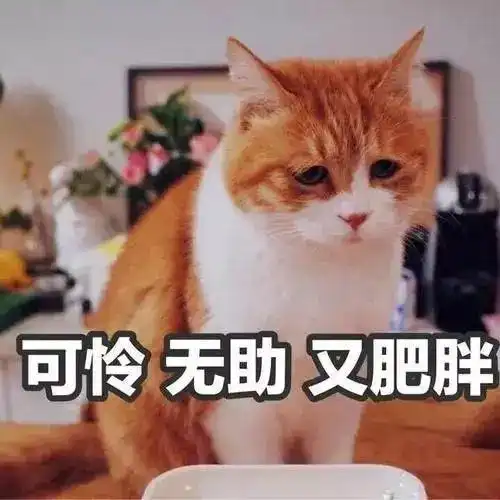 猫咪的择偶标准是什么