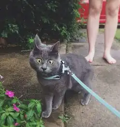 惊讶猫走红网络因脑积水失明能做各种表情萌翻众人