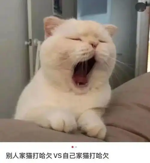 别人的猫打哈欠vs自己的