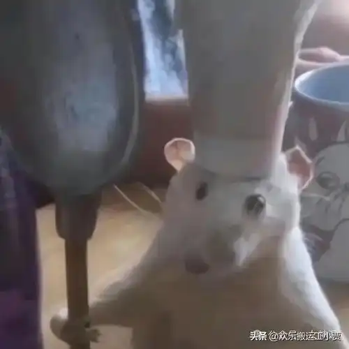让领导失去沟通欲望,不敢委以重任的头像