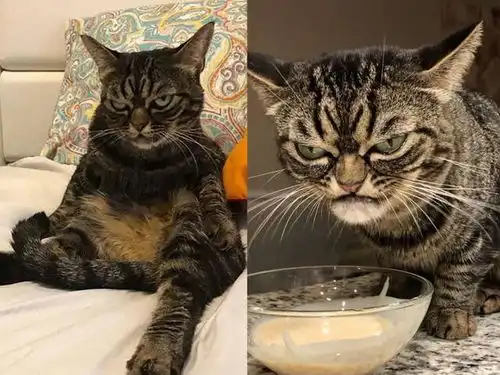 别的猫咪是臭脸,这只猫咪是暴怒但实际上是个小可爱