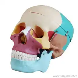 自然大头颅骨骨性着色模型价格厂家图片
