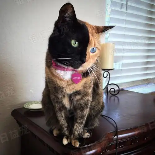 猫咪长了一张阴阳脸,被主人嫌弃不吉利,如今后悔莫及