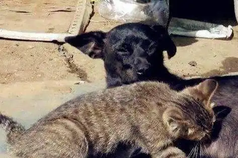 猫咪趁狗妈妈睡觉,偷喝狗妈妈的奶,狗狗的动作让人大笑