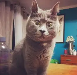 小猫患脑积水吃惊表情别具一格成网红