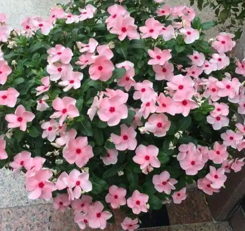 人养花,花也养人,聪明人都养4种花,镇宅又招财,比绿萝好养