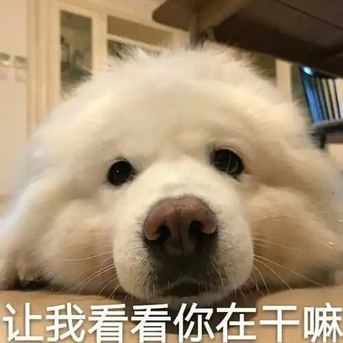 e句话看天下丨他额头挂1.5亿元粉钻,被粉丝抠走