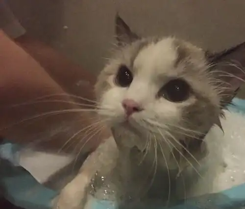 一只被水淋湿的猫咪,居然还如此可爱,一看就知道她是位女神