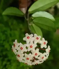 南方的长春花,和吉林的长春市有什么关系呢