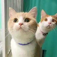 猫打哈欠的情侣头像微信头像图片大全