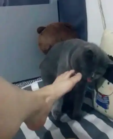 猫咪上床和主人玩耍,主人突然伸出脚,猫咪露出神情笑抽众人