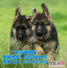 深圳什么区有卖德国牧羊犬广东百诚狗场