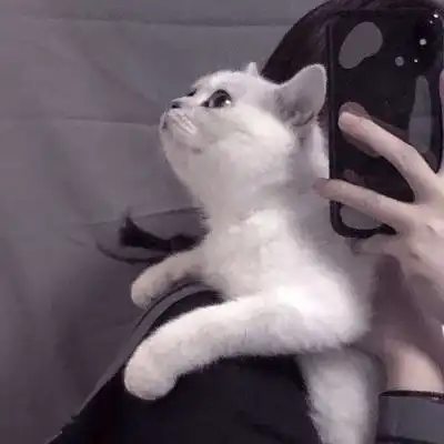 温柔抱猫部位闺蜜头遇到那么多女生头像我要个性网