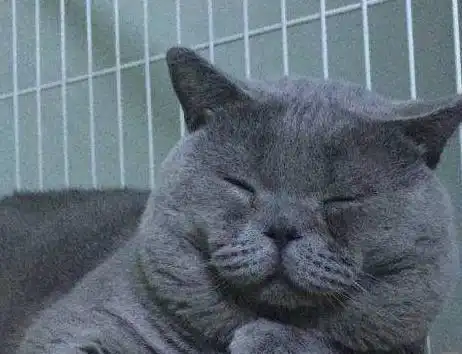 收养了一只小蓝猫,养了几个月后画风突变,闺蜜过来一看直接笑喷
