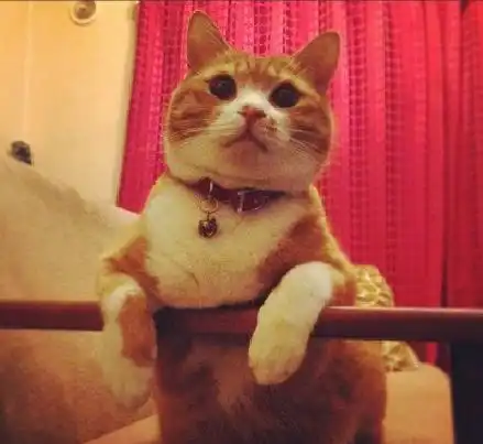 橘猫多为公猫,体型占优势,所生猫大多也会继承猫妈妈三色的特点