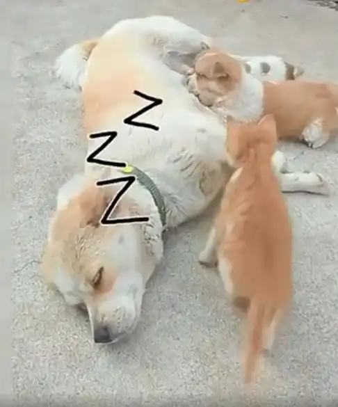 农村小奶猫吃起了狗奶,吃得特别香,又多了一份佳肴