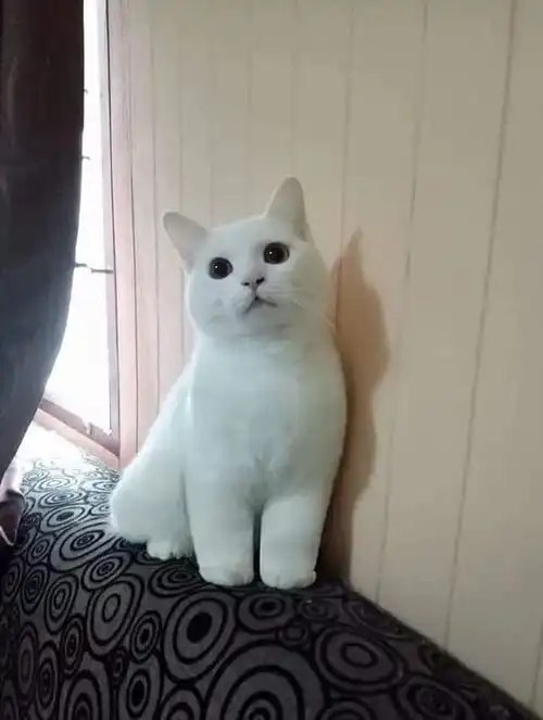 每日一笑,不笑算我的