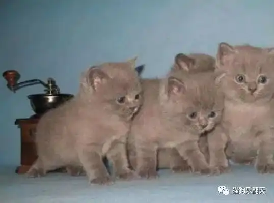 送了闺蜜一只小蓝猫,半年后再见时吓一跳这是米其林吧