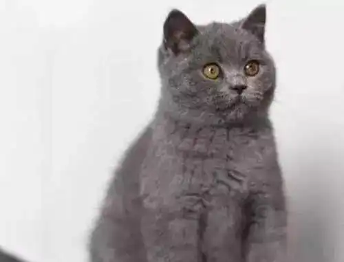 买了一只小蓝猫送闺蜜,一年后再见笑抽煤气罐成精了