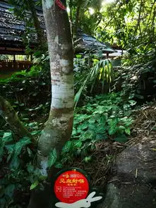 三亚慢节奏七天游
