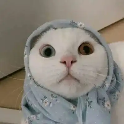 头像治愈系猫咪头像