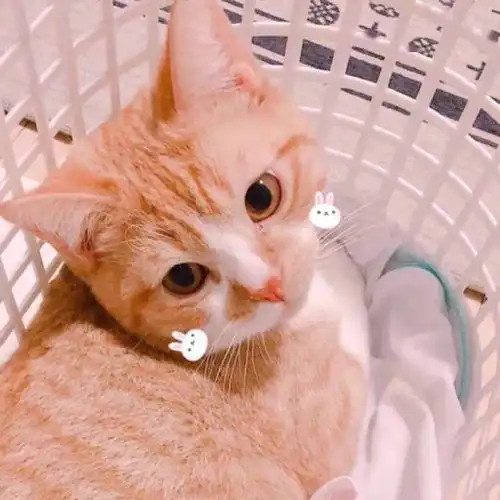 背景图可爱动物萌宠头像猫咪狗狗头像