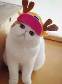 一只轰动猫界萌死人不偿命的神喵