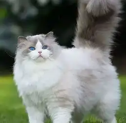好好养猫学堂猫咪粘人度排行
