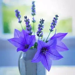 这是哪种花