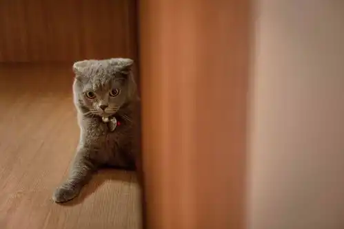 猫这么烦,你为什么会养猫