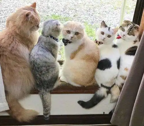 养猫真的会上瘾吗路转粉后一发不可收拾然而