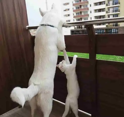 一张图片证明猫咪和狗狗是好朋友
