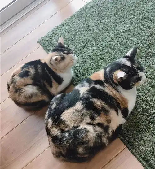 猫我把你当好姐妹你却想当我妈