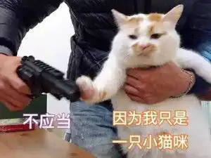 有一种感伤叫楼楼走了,它得到了人类的爱,现在要回喵星球了
