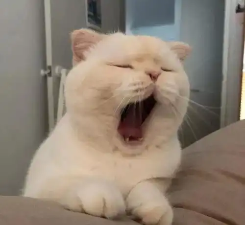 小仙女签收,16张超萌的猫咪闺蜜头像