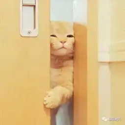 我养的不是猫,怕是个偷窥狂吧
