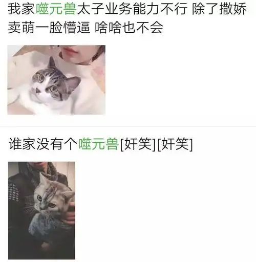 我家噬元兽到底在说啥惊奇队长教你理解喵星人