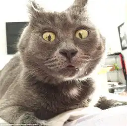 小猫患脑积水反成网红吃惊表情别具一格