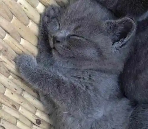 老太十元购蓝猫,路人嘲讽不识货,老太一眼识穿这是串串