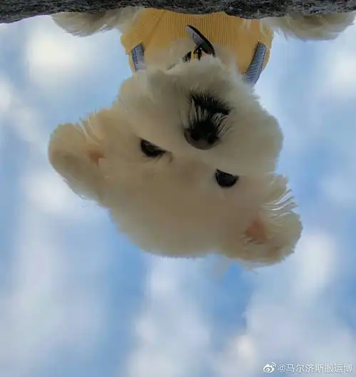 有人吸网红马尔济斯吗搬运